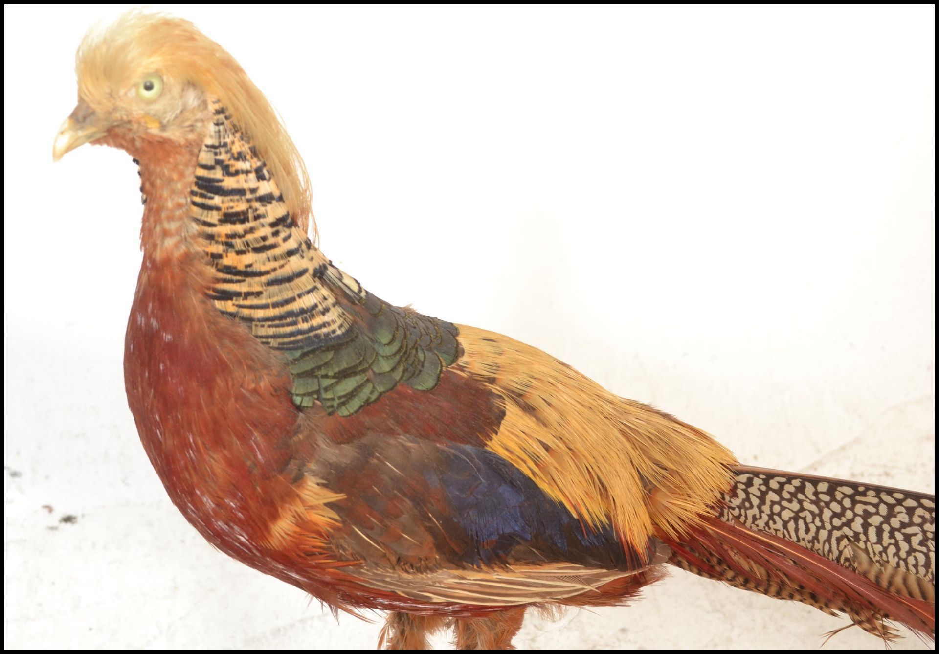 An early 20th Century taxidermy golden pheasant be - Bild 5 aus 6