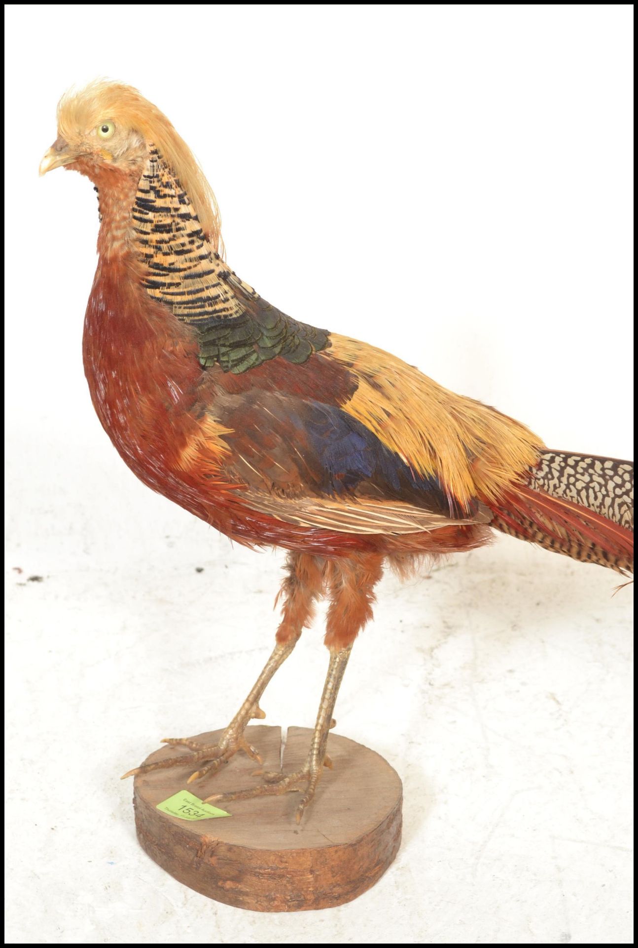 An early 20th Century taxidermy golden pheasant be - Bild 4 aus 6