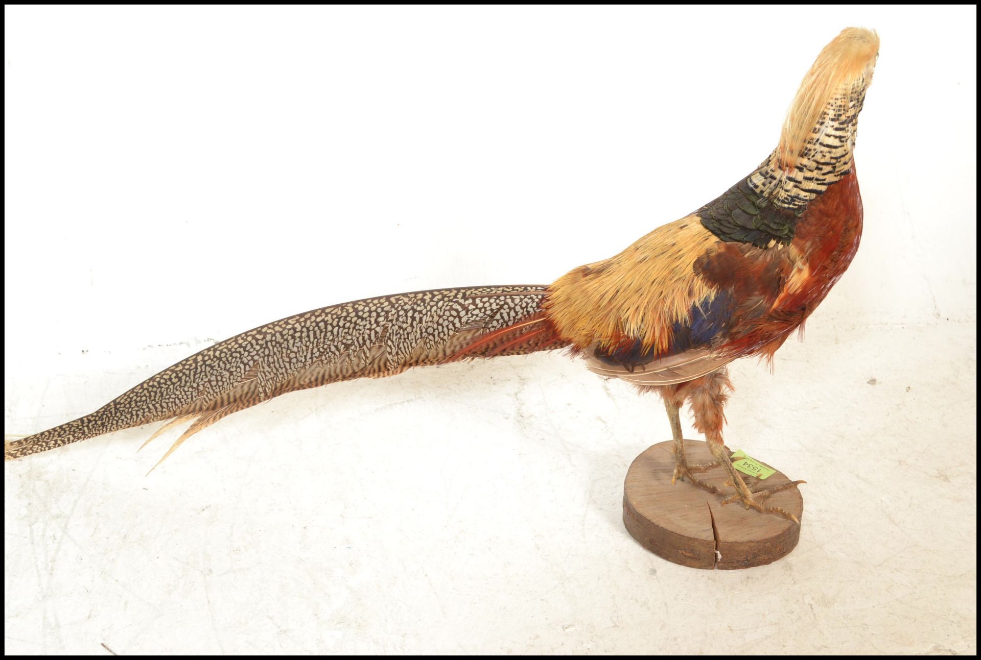 An early 20th Century taxidermy golden pheasant be - Bild 6 aus 6