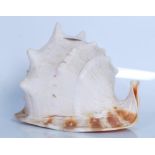 Strombus (Gigas) Lobatus; a Giant Conch shell measuring 26cm long, 22cm across and 20.5cm tall.