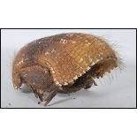 Taxidermy Interest - An early 20th Century Armadillo shell with head and tail forming the handle.