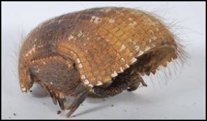 Taxidermy Interest - An early 20th Century Armadillo shell with head and tail forming the handle.