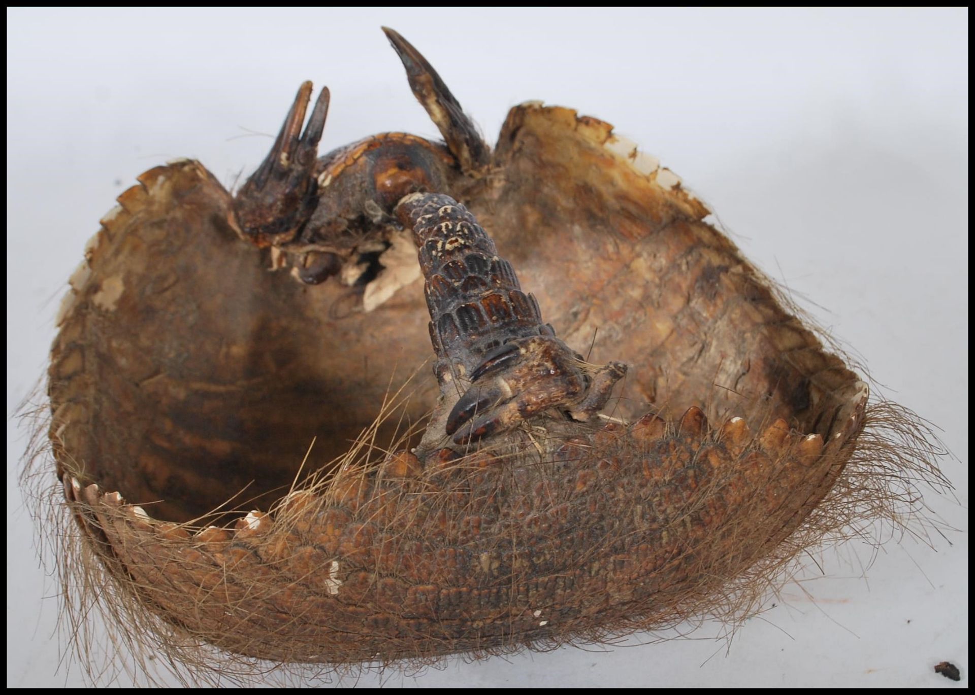 Taxidermy Interest - An early 20th Century Armadillo shell with head and tail forming the handle. - Bild 5 aus 5