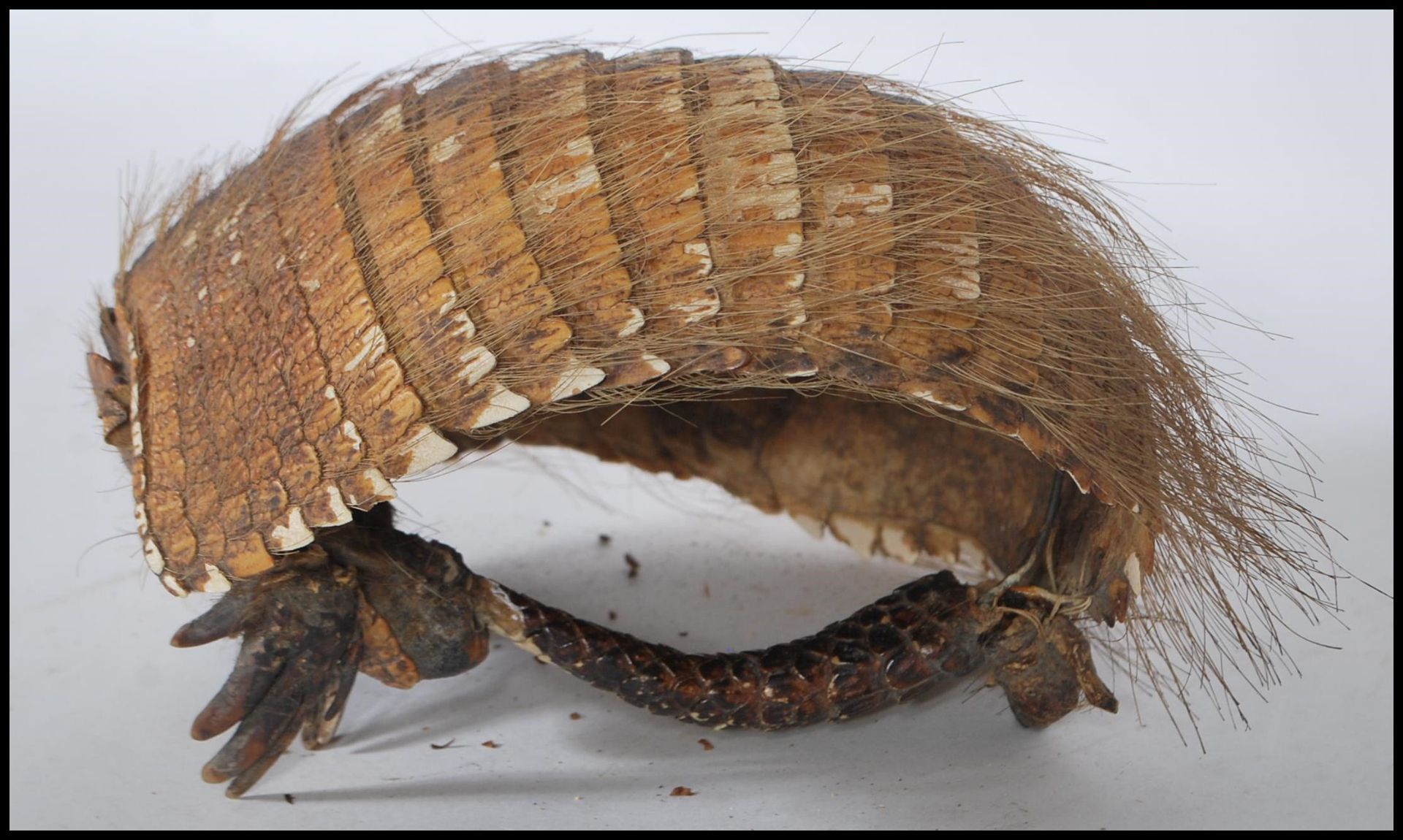 Taxidermy Interest - An early 20th Century Armadillo shell with head and tail forming the handle. - Bild 2 aus 5