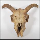 A 20th century taxidermy interest Ram's skull having curved horns and teeth still present. Measures: