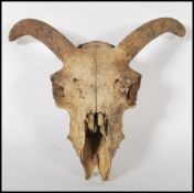 A 20th century taxidermy interest Ram's skull having curved horns and teeth still present. Measures: