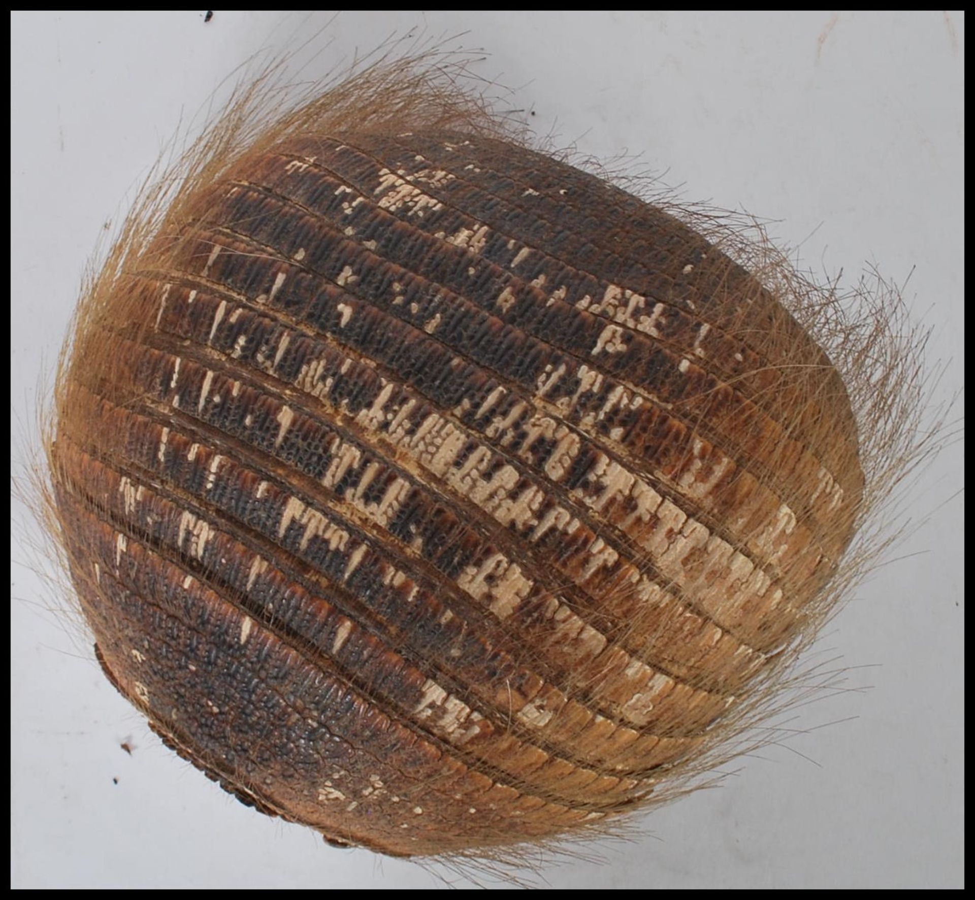 Taxidermy Interest - An early 20th Century Armadillo shell with head and tail forming the handle. - Bild 3 aus 5