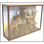An early 20th Century cased taxidermy diorama having two owls and a woodpecker perched on a branch