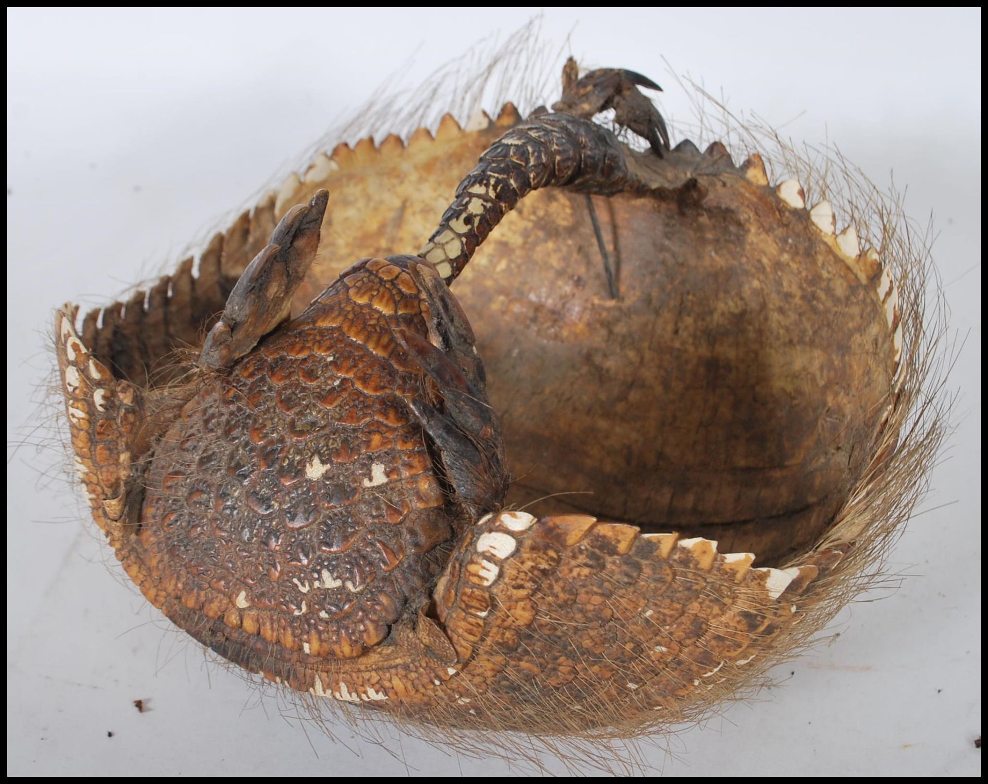 Taxidermy Interest - An early 20th Century Armadillo shell with head and tail forming the handle. - Bild 4 aus 5