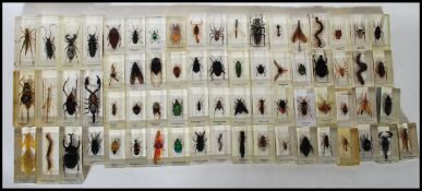 A large collection of taxidermy insects set within resin to include Praying Mantis, Spur-throated