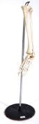 VINTAGE MEDICAL TEACHING HUMAN SKELETON LEG DISPLAY