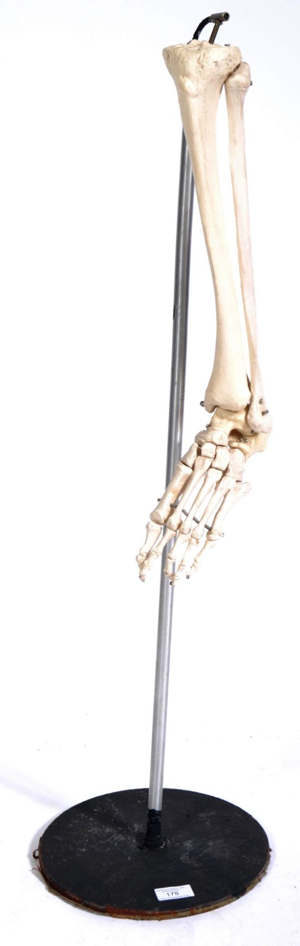 VINTAGE MEDICAL TEACHING HUMAN SKELETON LEG DISPLAY