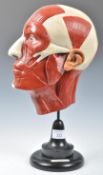 T. GERRARD & CO LTD VINTAGE ANATOMICAL TRAINING AID OF A HEAD