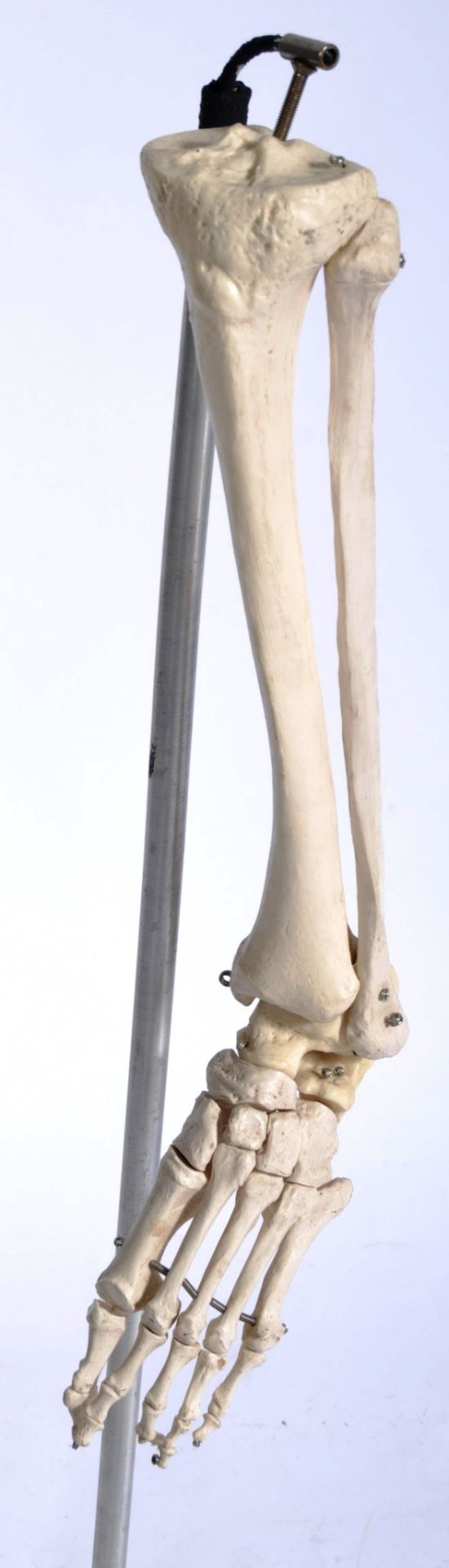 VINTAGE MEDICAL TEACHING HUMAN SKELETON LEG DISPLAY - Bild 2 aus 4