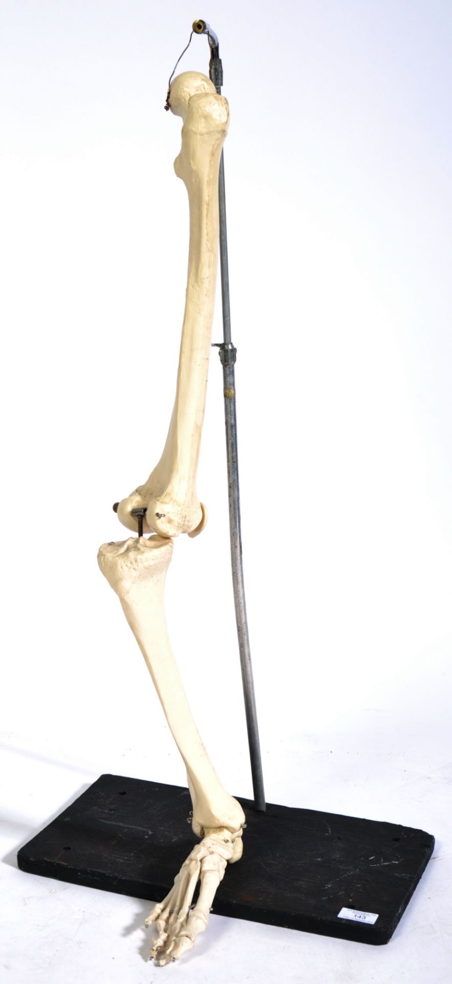 VINTAGE MEDICAL EDUCATIONAL SKELETON LEG & FOOT