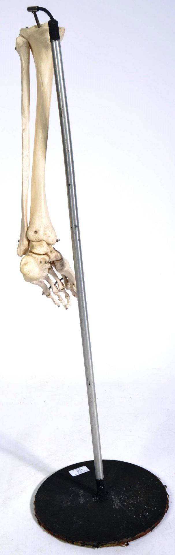 VINTAGE MEDICAL TEACHING HUMAN SKELETON LEG DISPLAY - Bild 4 aus 4