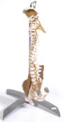 20TH CENTURY VINTAGE MEDICAL SKELETON SPINE DISPLAY