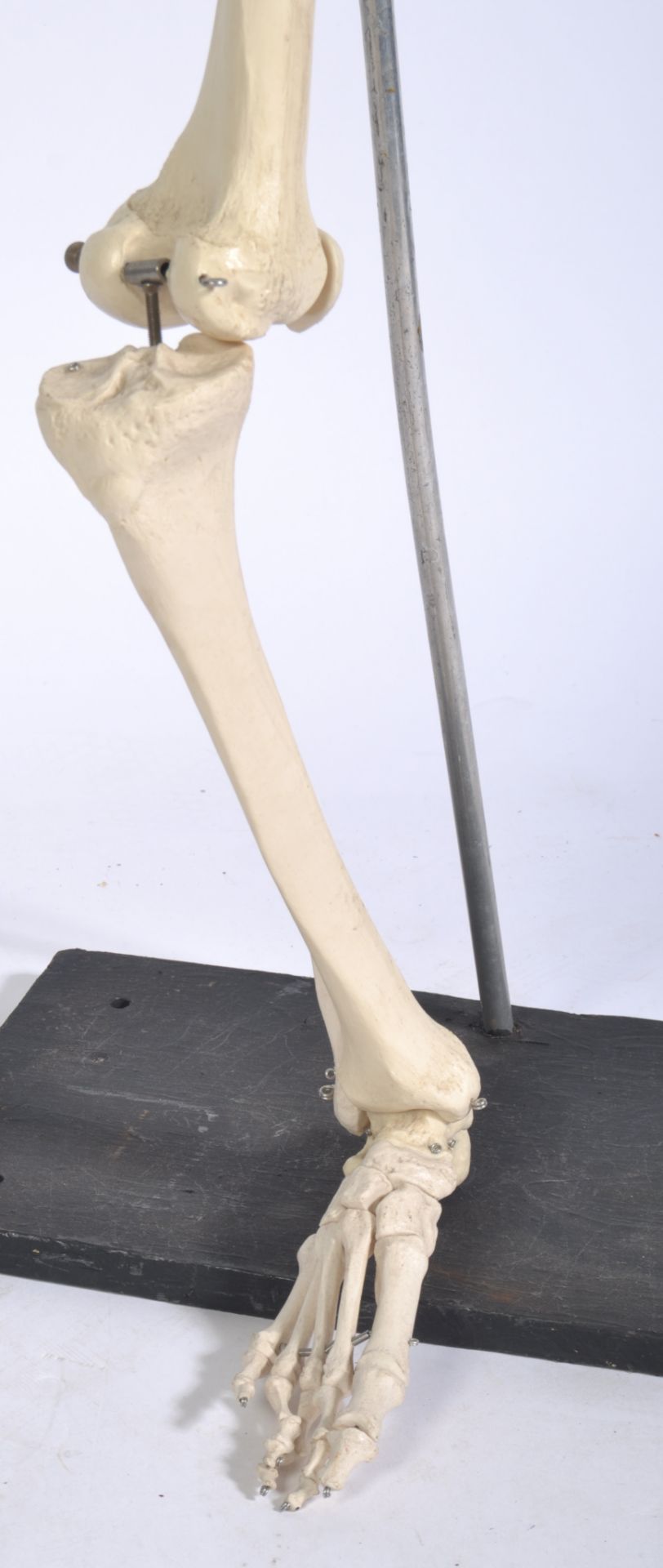 VINTAGE MEDICAL EDUCATIONAL SKELETON LEG & FOOT - Bild 2 aus 4