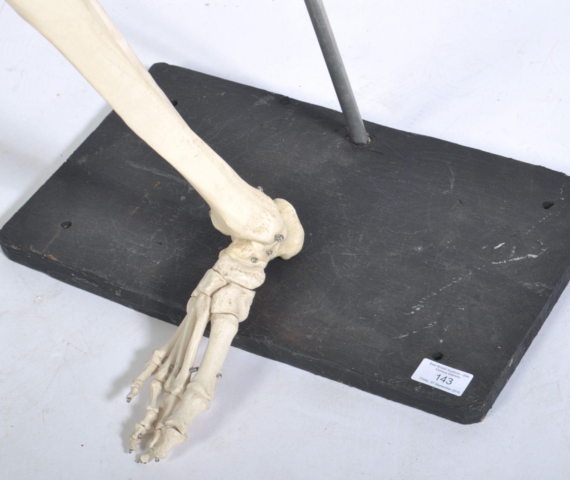 VINTAGE MEDICAL EDUCATIONAL SKELETON LEG & FOOT - Bild 4 aus 4