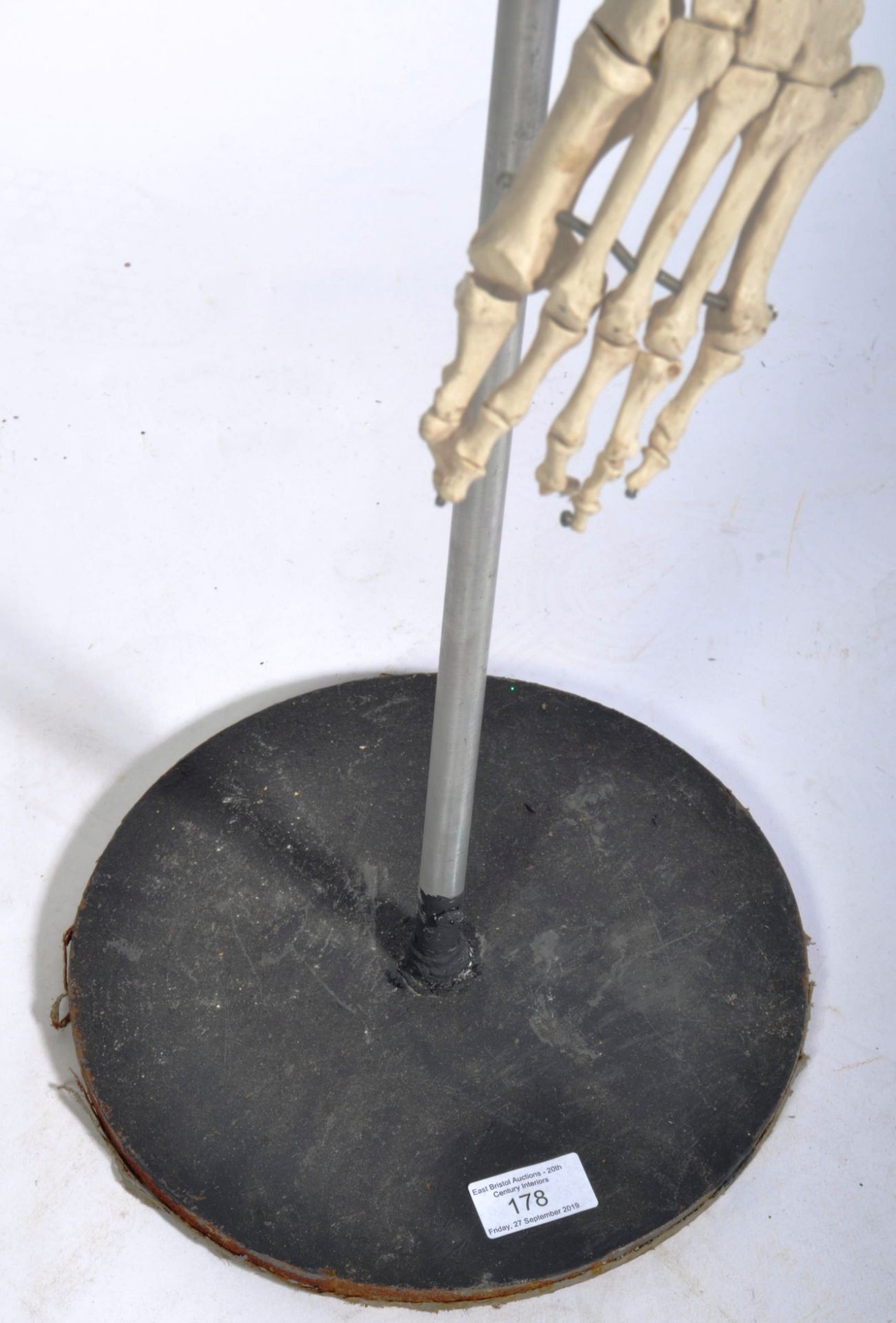 VINTAGE MEDICAL TEACHING HUMAN SKELETON LEG DISPLAY - Bild 3 aus 4