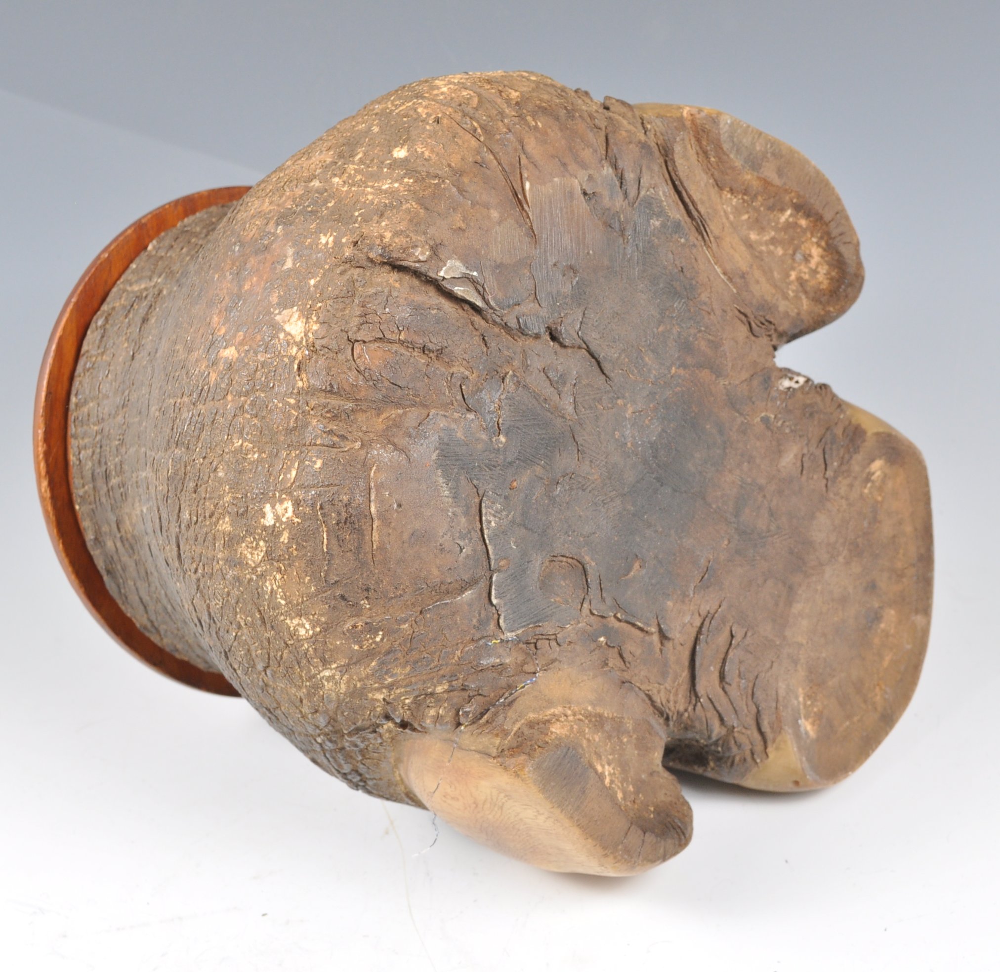 19TH CENTURY TAXIDERMY RHINO FOOT TOBACCO JAR - Image 7 of 7