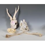 A collection of vintage taxidermy skulls to include a badger skull, deer,horns, etc