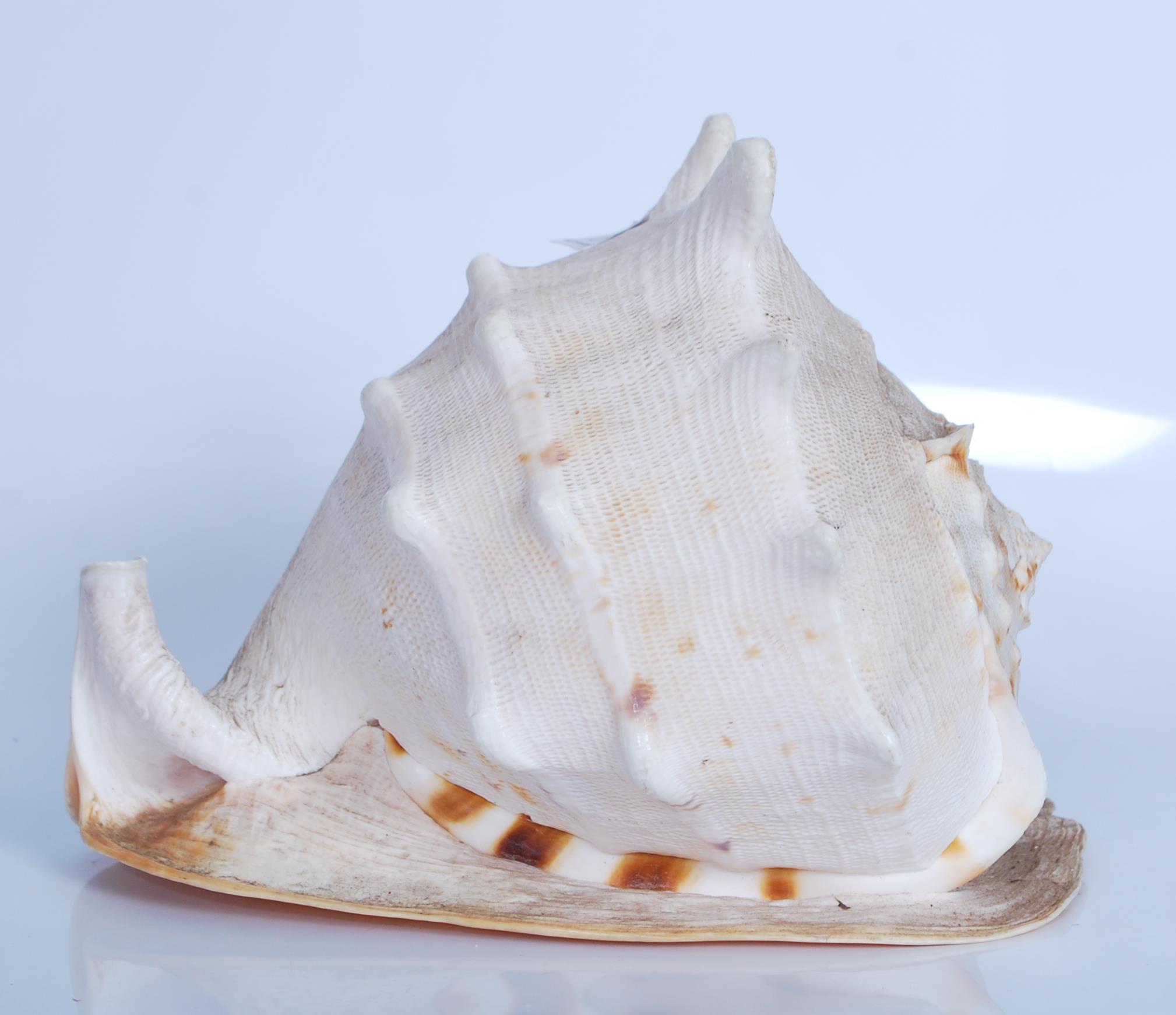 Strombus (Gigas) Lobatus; a Giant Conch shell meas - Image 4 of 6