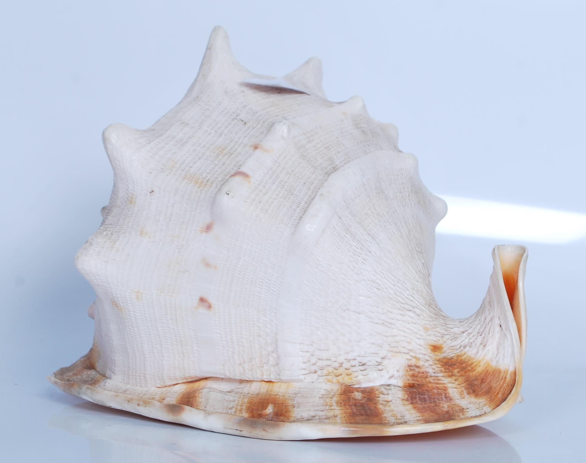 Strombus (Gigas) Lobatus; a Giant Conch shell meas