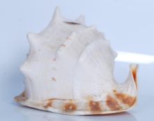 Strombus (Gigas) Lobatus; a Giant Conch shell meas