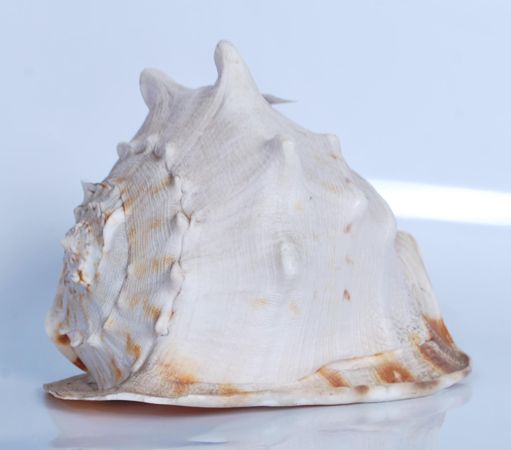 Strombus (Gigas) Lobatus; a Giant Conch shell meas - Image 2 of 6