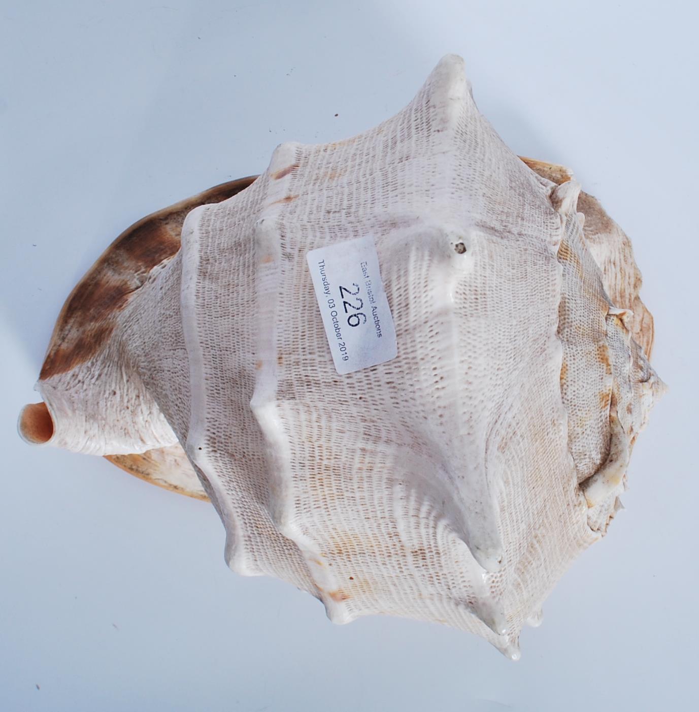 Strombus (Gigas) Lobatus; a Giant Conch shell meas - Image 5 of 6