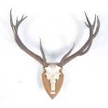 SET OF TAXIDERMY 12 POINT STAG ANTLERS ON CAST IRON HEAD