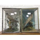 A Victorian taxidermied cuckoo in a glazed case, 32cm high, labelled Bolitho Ornithologist,