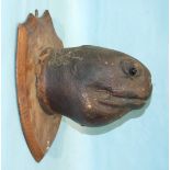 A taxidermied turtle head with glass eyes, mounted on an oak shield shaped plaque, 26 cm long.