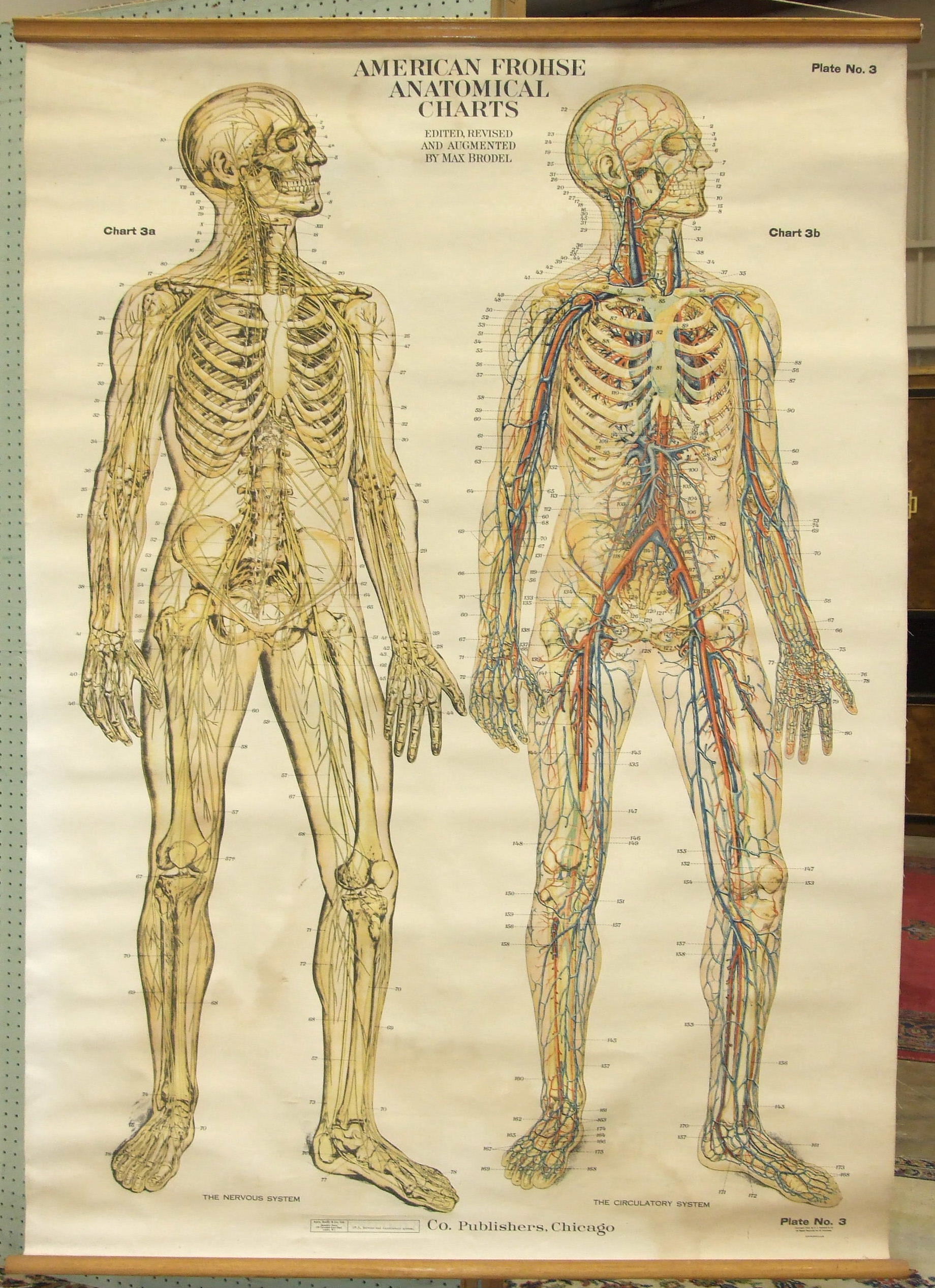 A human skeleton, boxed, together with an A J Nystrom & Co. American Frohse Anatomical Chart: - Image 2 of 3