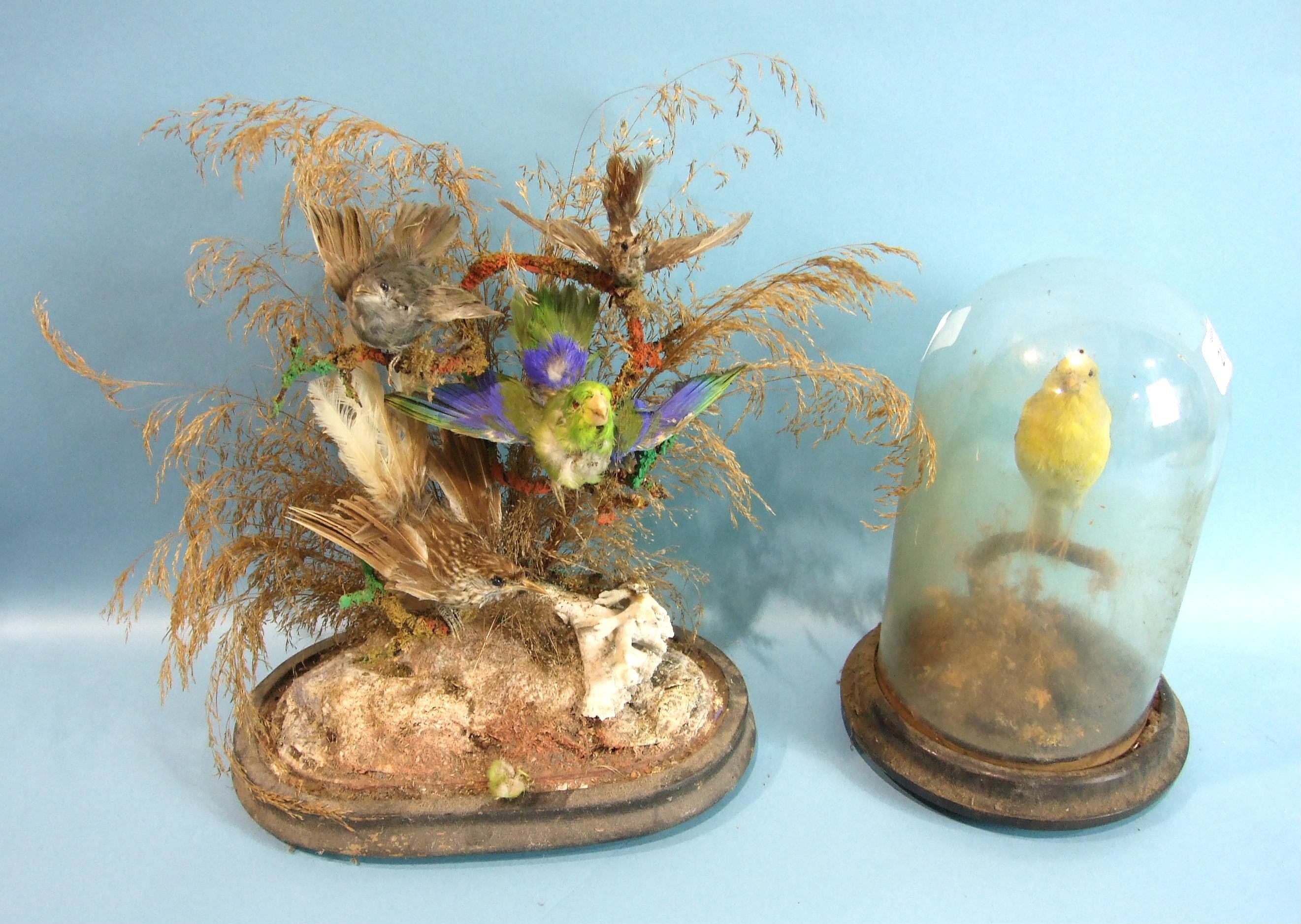 A Taxidermied canary under glass dome, 25 cm high.