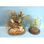 A Taxidermied canary under glass dome, 25 cm high.