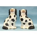 A pair of 19th century Staffordshire pottery spaniel figures with 'Disraeli curl' decoration, (one