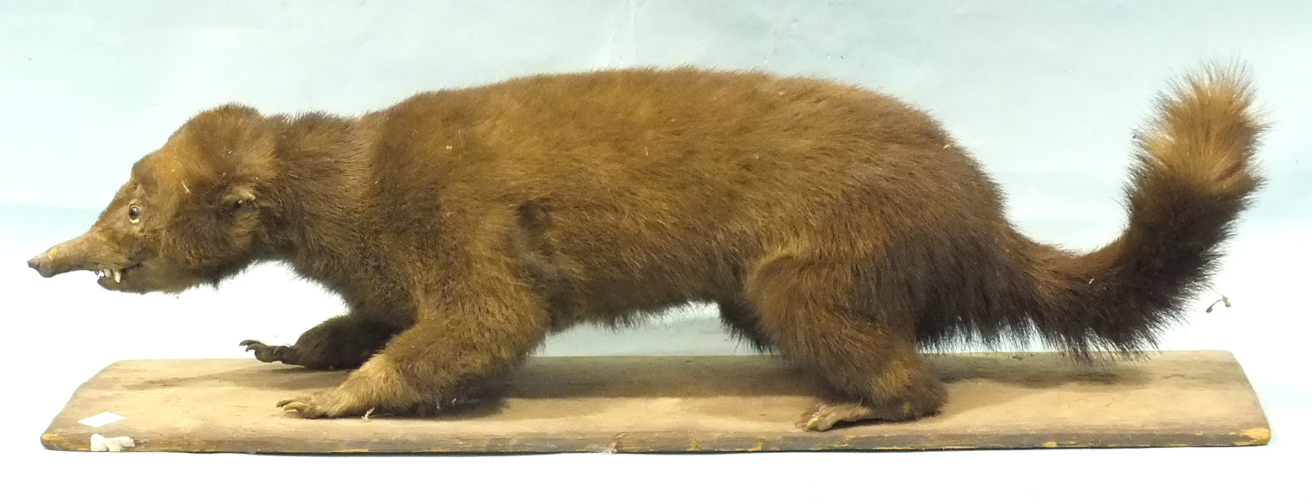 A taxidermied hog-nosed coati on wooden base, (part of tail missing), base 77 x 22cm.