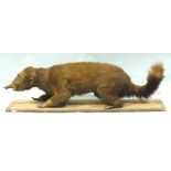 A taxidermied hog-nosed coati on wooden base, (part of tail missing), base 77 x 22cm.