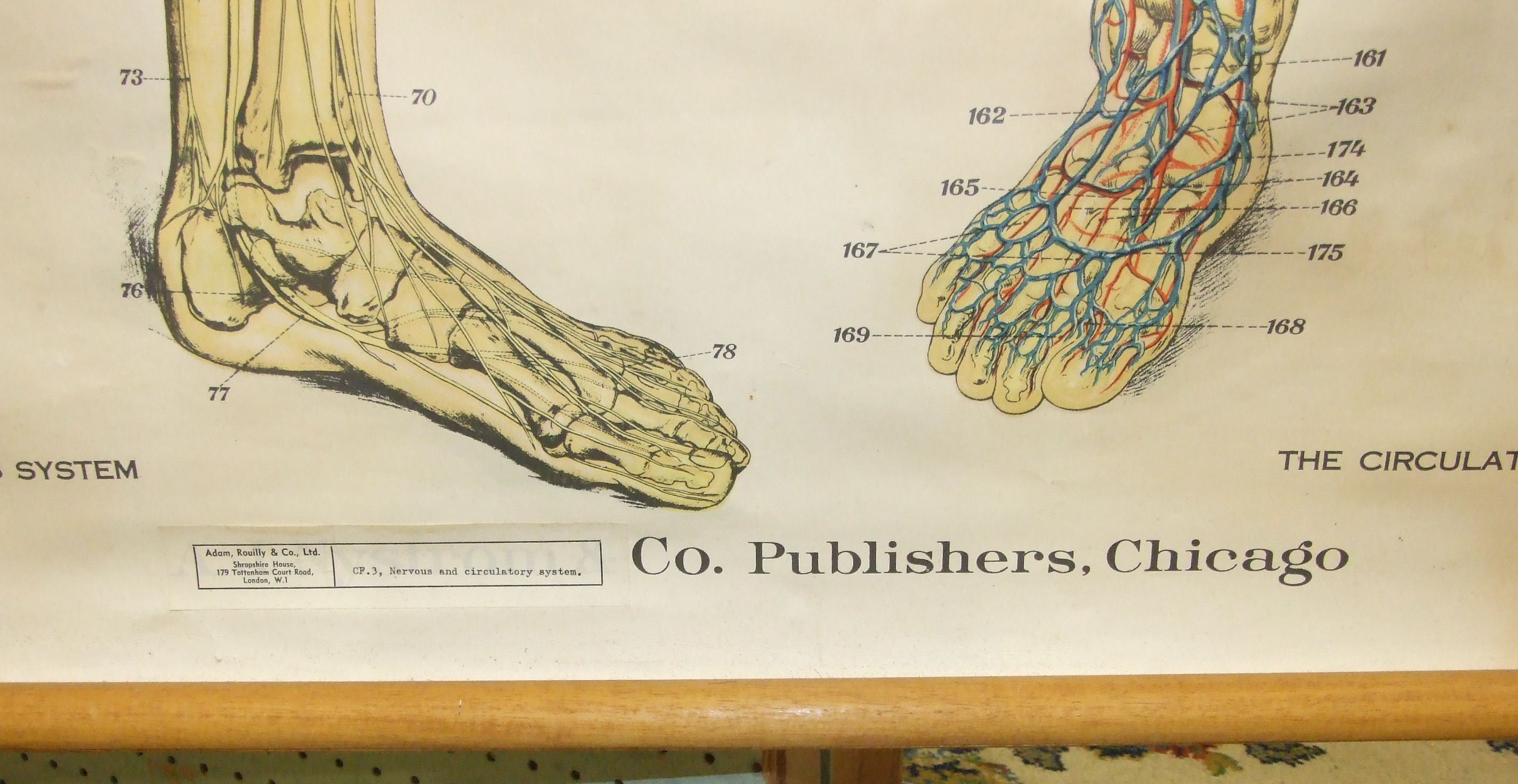 A human skeleton, boxed, together with an A J Nystrom & Co. American Frohse Anatomical Chart: - Image 3 of 3