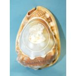 A carved cameo conch shell decorated with a female figure, 13cm, (af).