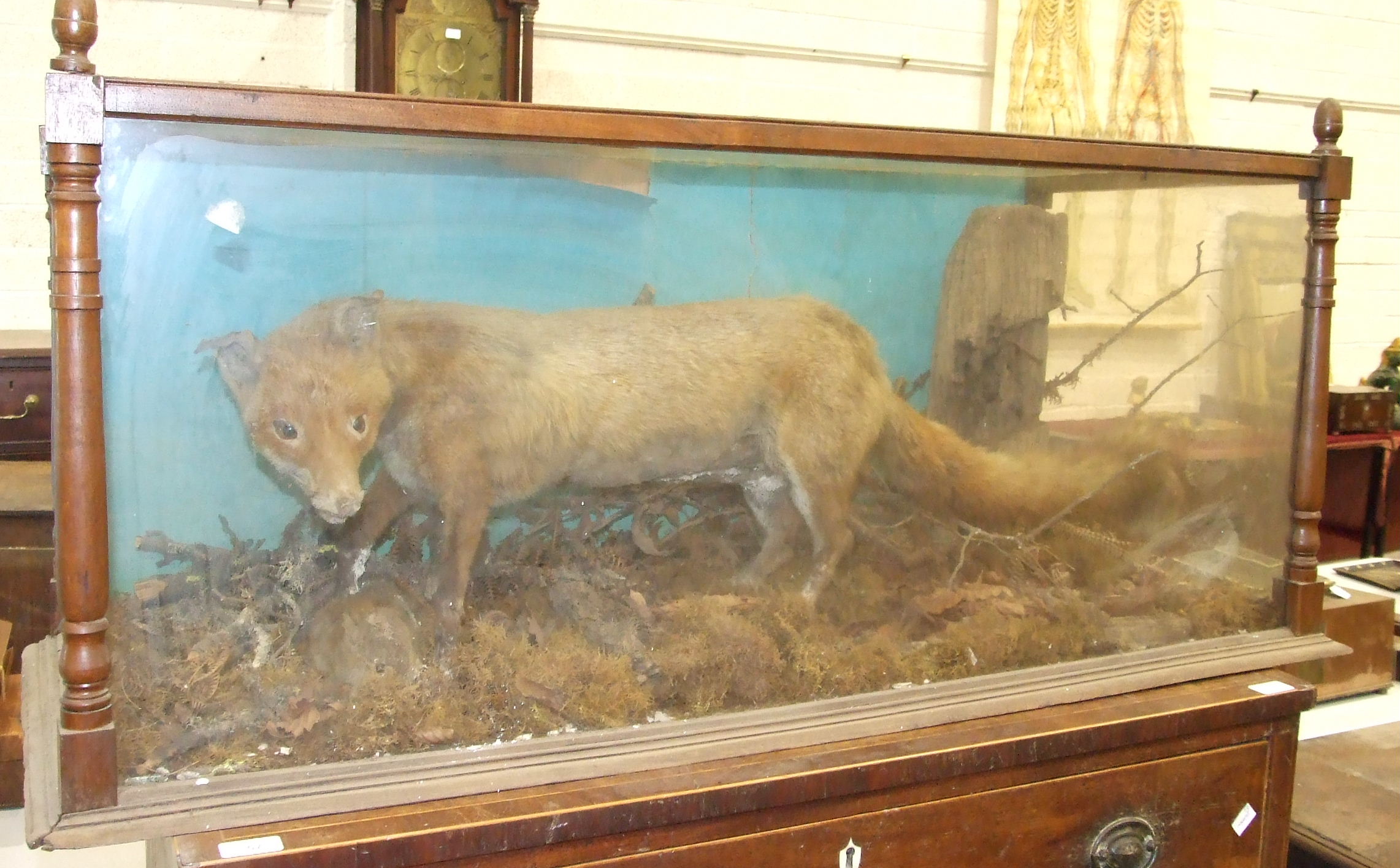 A taxidermy fox in glazed case, 118 cm long 54 cm high.