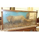 A taxidermy fox in glazed case, 118 cm long 54 cm high.