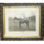 A photograph of the race horse 'Holy Mint', 59 x 73cm, inscribed with a list of races won in 1904/