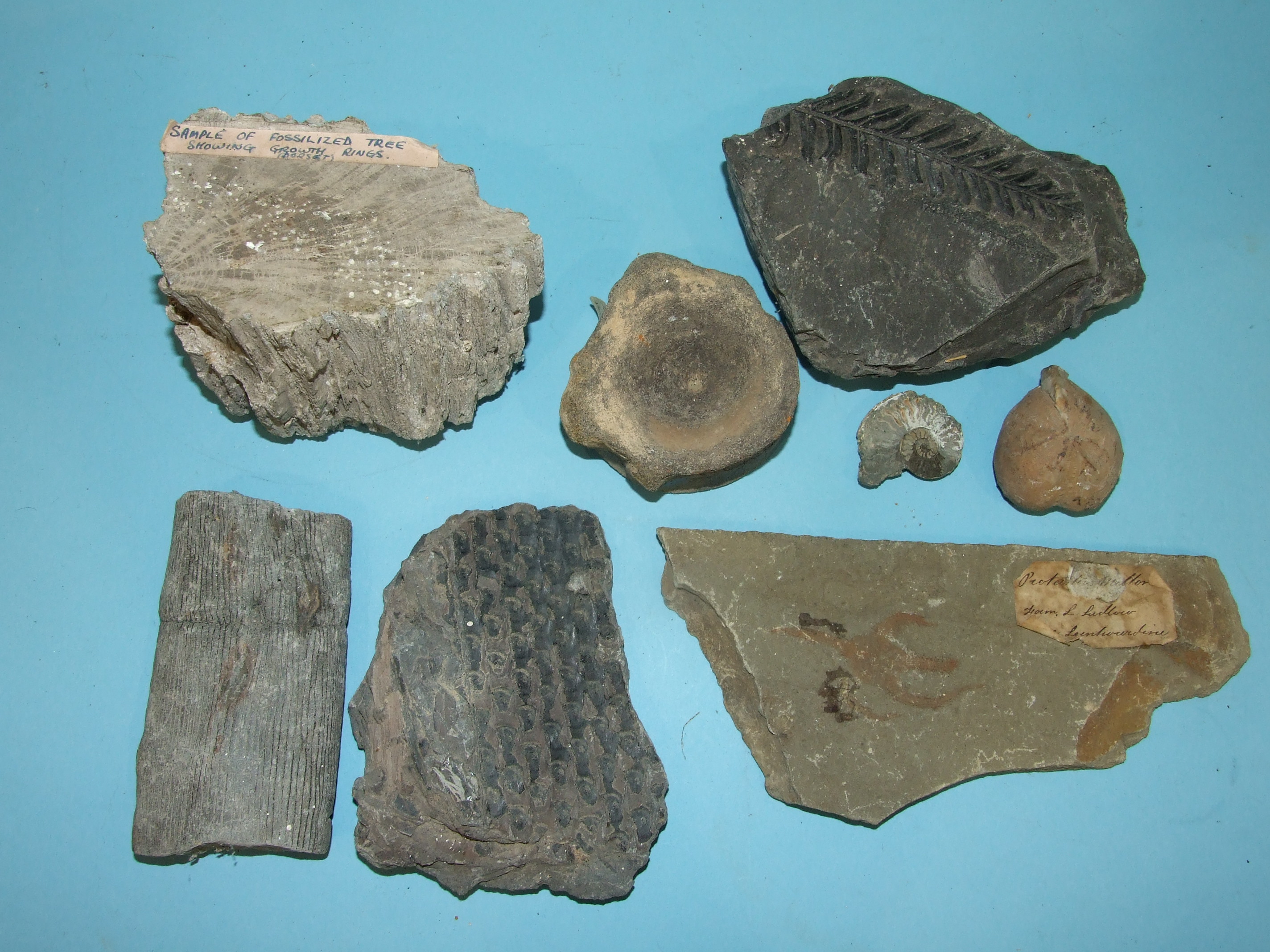 A collection of shells and fossils, collected mainly in the West Country. - Image 2 of 4