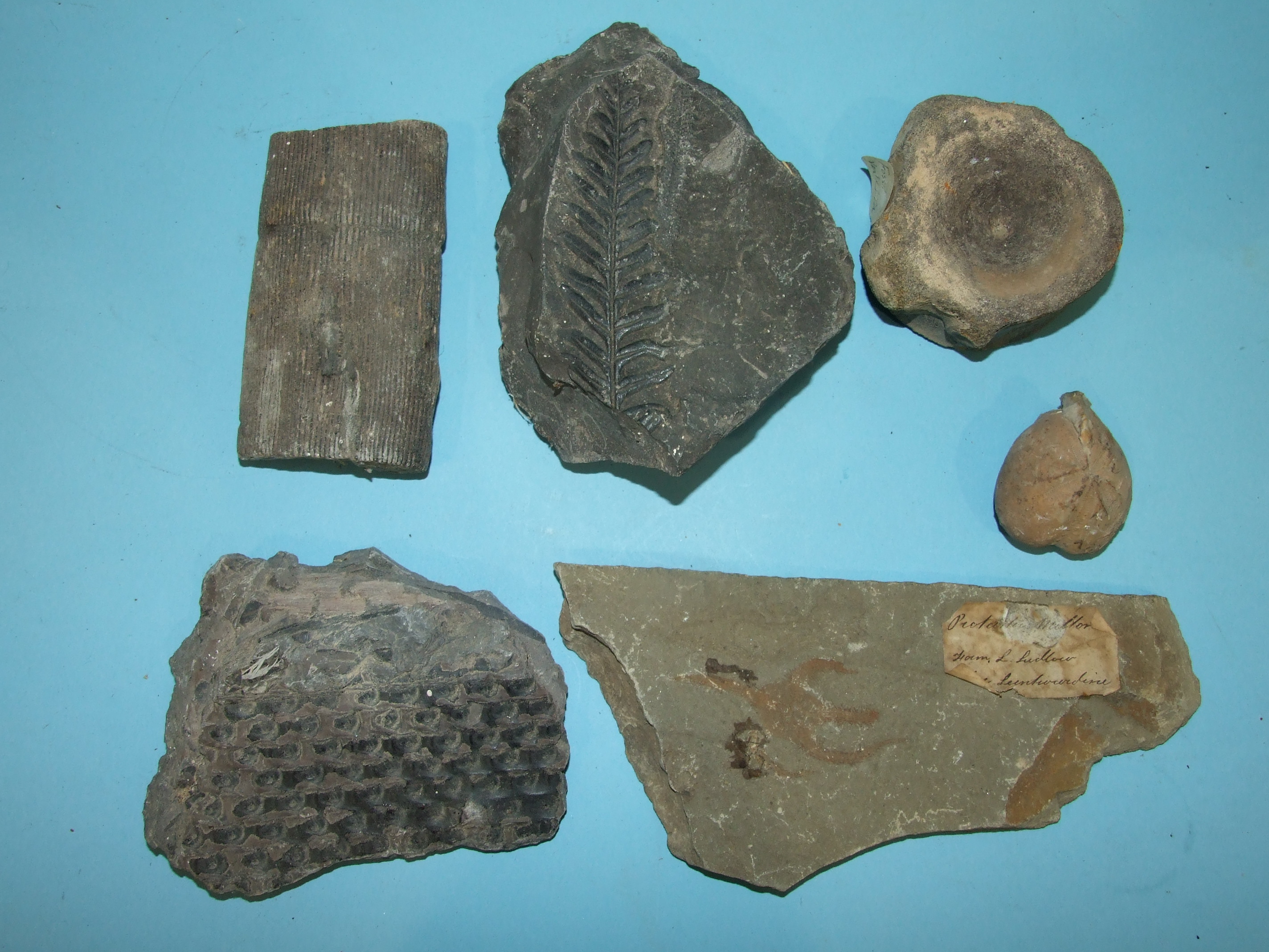 A collection of shells and fossils, collected mainly in the West Country. - Image 4 of 4