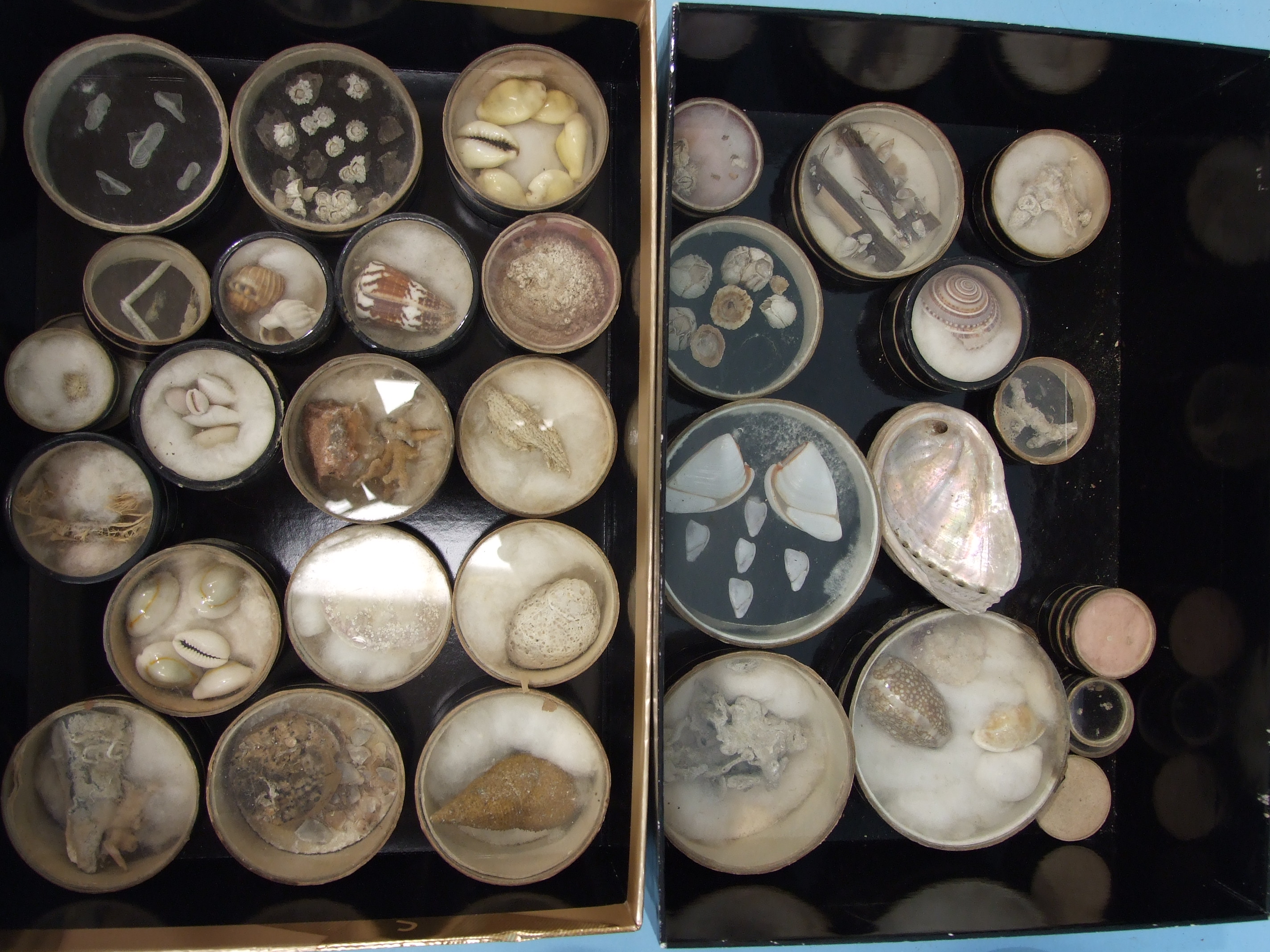 A collection of shells and fossils, collected mainly in the West Country. - Image 3 of 4