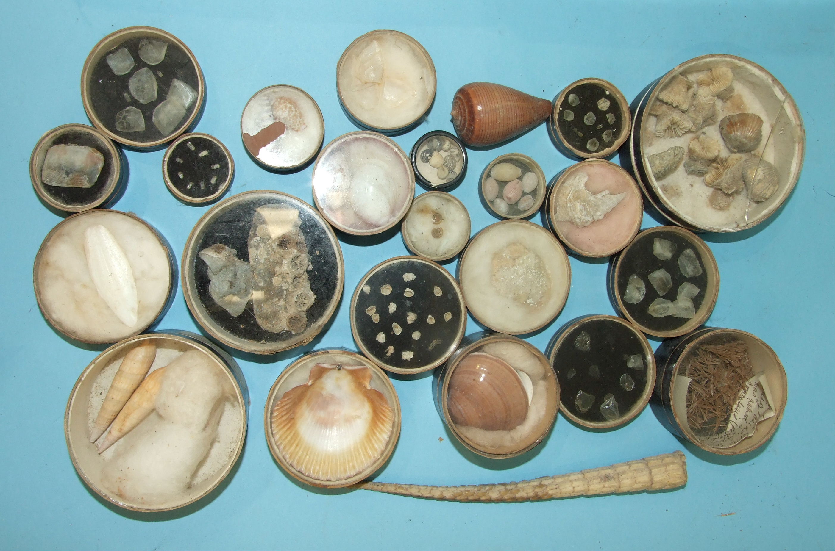 A collection of shells and fossils, collected mainly in the West Country.