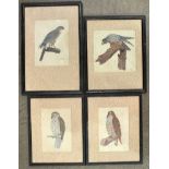 L Phillips, four watercolour studies of birds of prey, Sparrowhawk, Kestrel and two others, (4).